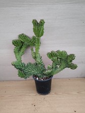 9817 EUPHORBIA Ledieni