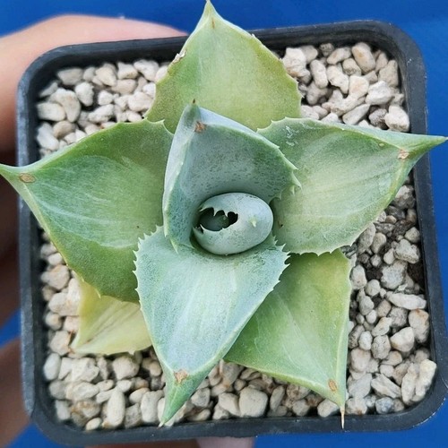 Agave potatorum - , cv