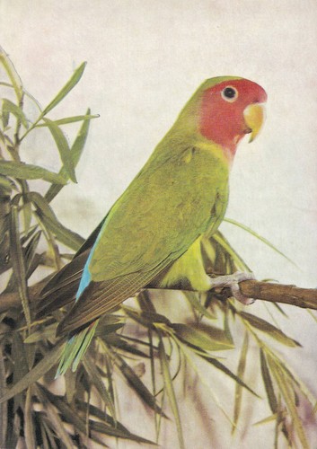 Cartolina uccellino - cartolina, (d)