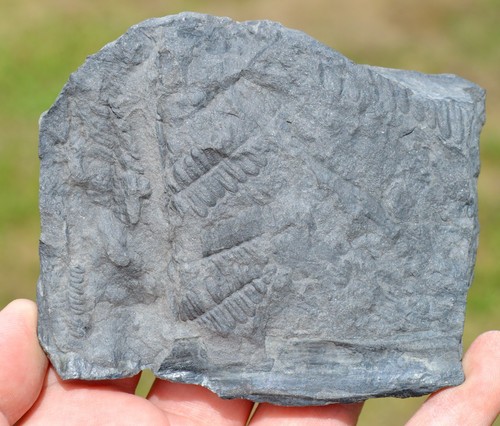 Fossile pecopteris - fossile,
