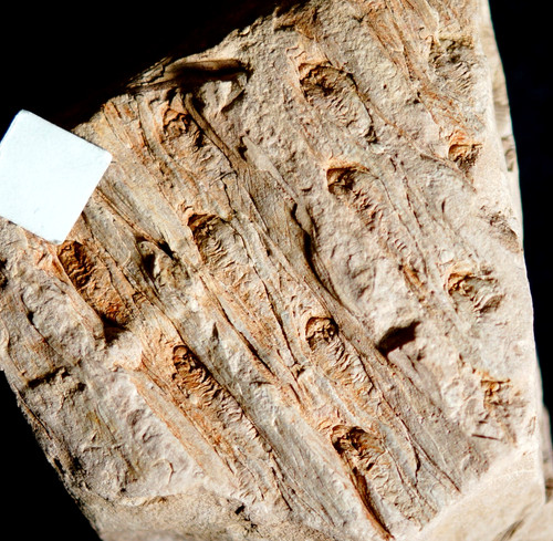 Pianta fossile più - , rara