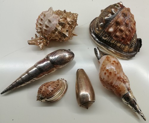 Conchiglie mare vere lotto - mare,