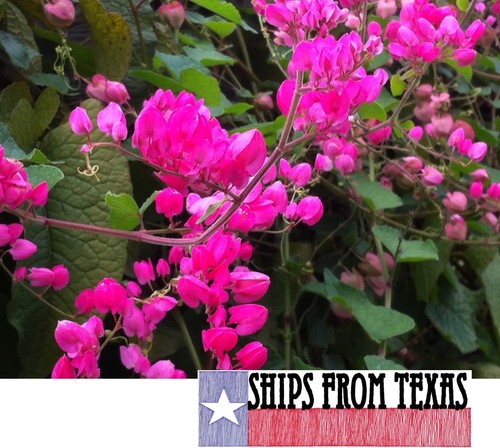 Antigonon leptopo vite di - leptopo,,
