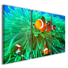 Quadri pesci rossi acquario