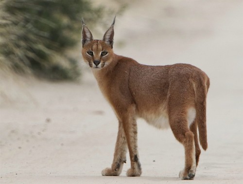 Caracal wild cat glossy poster - caracal,
