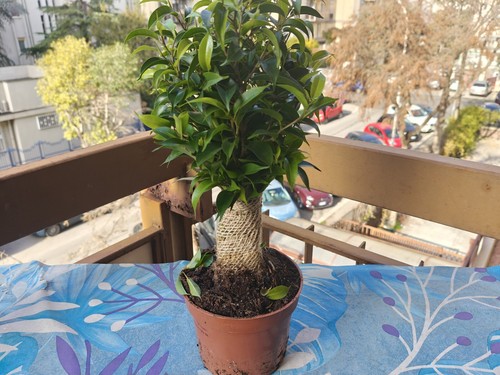 Ficus bonsai plant - bonsai,