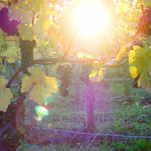 Offerta hotel dettelbach - offerta,