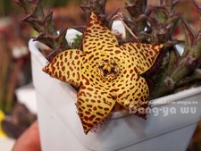 Orbea speciosa (Est di Harding