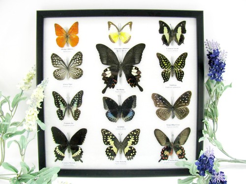 Farfalle vere imbottite - farfalle,