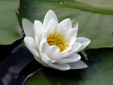 15 semi di Nymphaea ALBA -