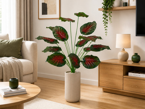 Pianta aglaonema rossa - pianta,