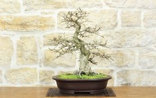 Bonsai carpino coreano - bonsai,