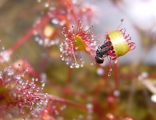 DROSERA ANGLICA - PIANTA