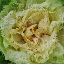 Radicchio Castelfranco, Rosa
