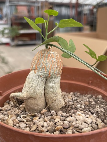 Adenia kirki monster root - kirki,