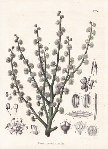 Ammoniaca resina gomma - ammoniaca,