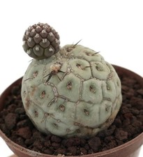 Tephrocactus geometricus TWO BALLS SELECTED A3