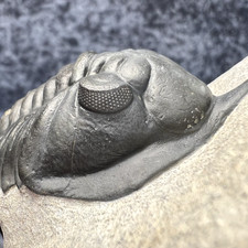 Morocconites malladoides