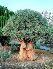 5 Semi Di Aloe Barberae -