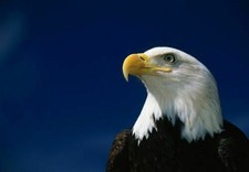 386839 American Bald Eagle