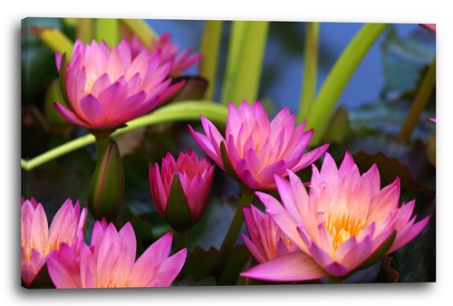 Tela cornice fiore foto - fiore,