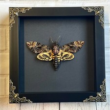Greater Death's Head Hawk Moth