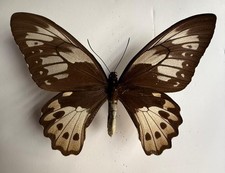 Mariposa ornithoptera priamus - ornithoptera,