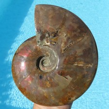 Minerali enorme ammonite - minerali, ***