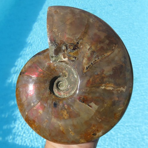 Minerali enorme ammonite - ***,