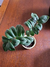 Zamioculcas zenzi piccola varietà cresce compatta 2 foglie 