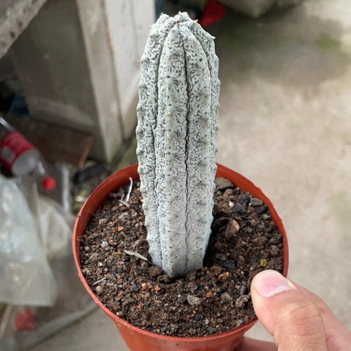 Pianta cactus succulenta - pianta, 15