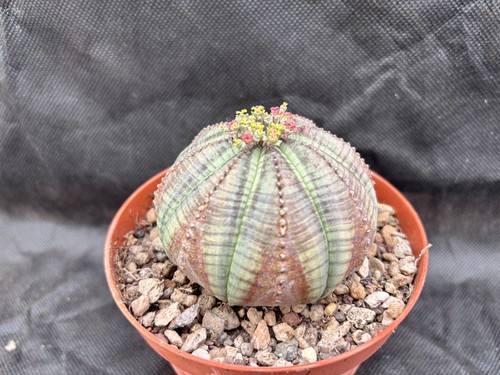 Euphorbia obesa cactus piante - euphorbia,