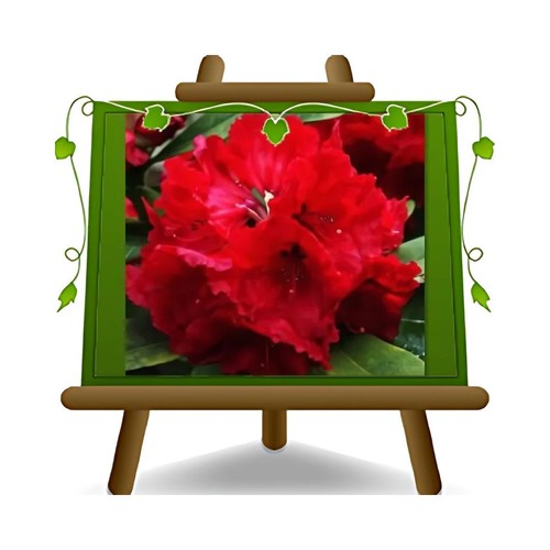 Rhododendron rosso roter - rhododendron,