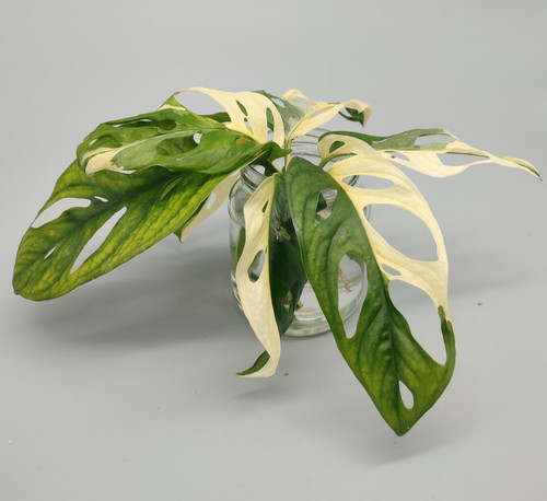 Monstera adansonii albo