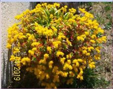 6 TALEE 3 SEDUM FAMOSISSIMI