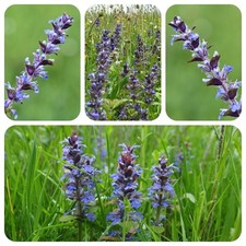 Günsel Ajuga reptans