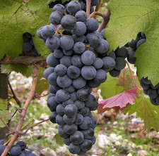 Semi di Uva Lorano - 100 pz |