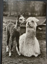 52339 AK Giardino Degli