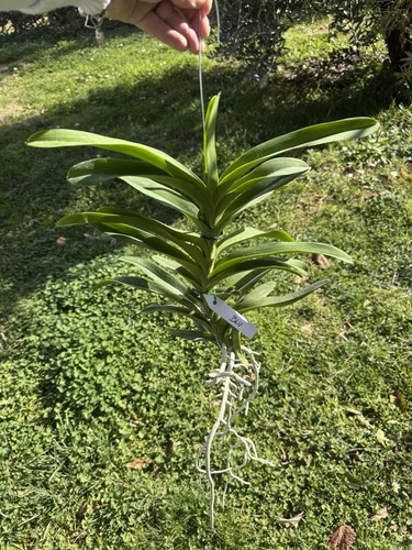 Vanda orchidea blu coerulea - vanda,