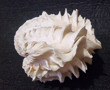 Conchiglia Shell Tridacna