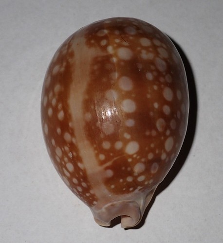 Huge cypraea nivosa - huge,