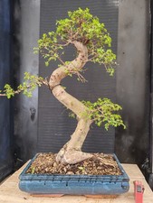 bonsai  olmo cinese   h 80 cm