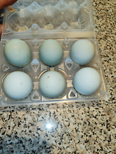 Uova Azzurre Feconde Araucana