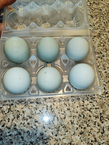 Uova azzurre feconde araucana - uova,