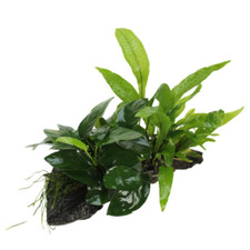 Tronco Composizione Anubias Microsorium E Muschi Misura Small 10/20cm