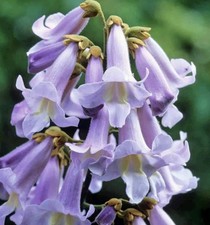 pianta di paulownia tomentosa 