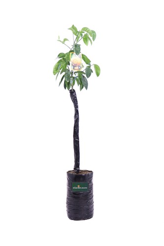 Pianta limone varietà - pianta, di