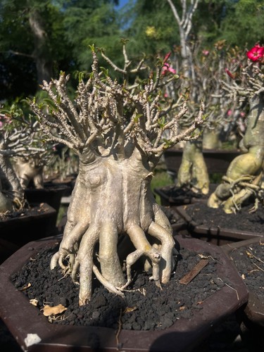 Bonsai adenium obesum rosa - bonsai,