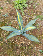 Agave americana STRIATA VARIEGATA (pianta 20/25cm) 