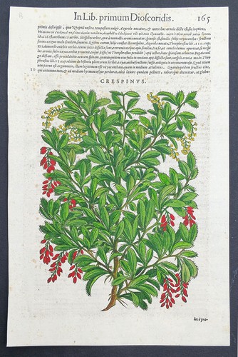Stampa antica 1565 pietro